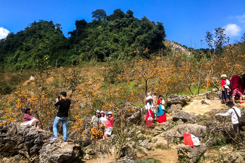 Mùa hồng chín Mộc Châu 12 muahongchinmocchau