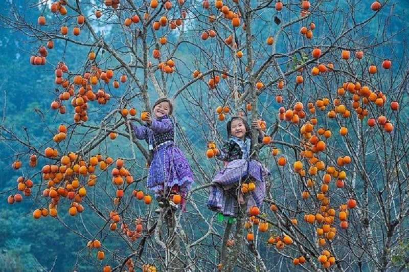 Mùa hồng chín Mộc Châu 13 muahongchinmocchau1