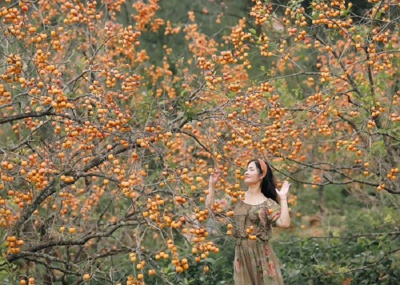 Mùa hồng chín Mộc Châu 19 muahongchinmocchau20