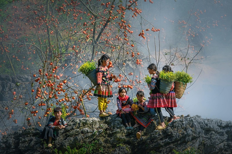 Mùa hồng chín Mộc Châu 15 muahongchinmocchau3