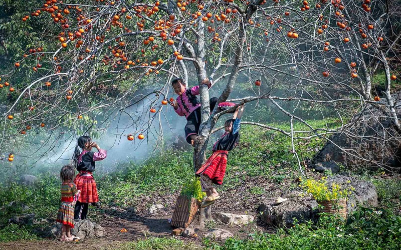 Mùa hồng chín Mộc Châu 16 muahongchinmocchau4