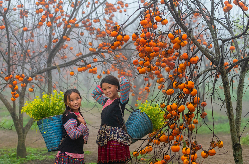 Mùa hồng chín Mộc Châu 17 muahongchinmocchau6