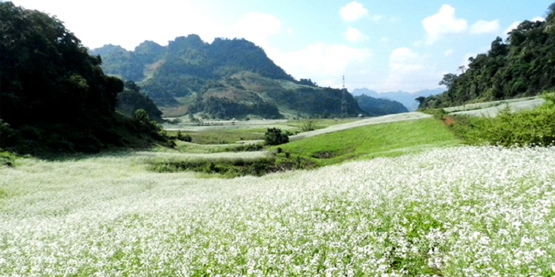 Top 5 điểm check in bên mùa hoa cải trắng Mộc Châu 12 top5diemcheckinbenmuahoacaitrangmocchau4