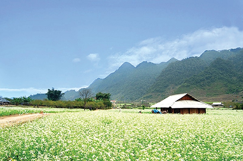 Top 5 điểm check in bên mùa hoa cải trắng Mộc Châu 13 top5diemcheckinbenmuahoacaitrangmocchau5