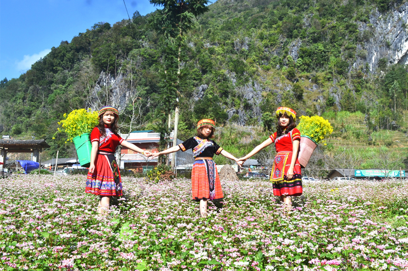Traveling to Ha Giang in buckwheat flower season 10 travelingtohagianginbuckwheatflowerseason