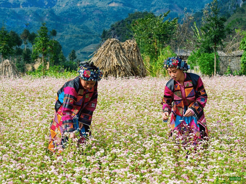 Traveling to Ha Giang in buckwheat flower season 12 travelingtohagianginbuckwheatflowerseason1