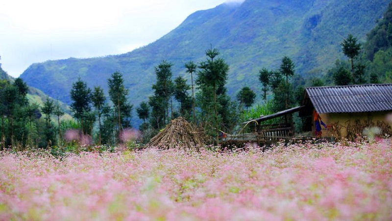 Traveling to Ha Giang in buckwheat flower season 14 travelingtohagianginbuckwheatflowerseason2