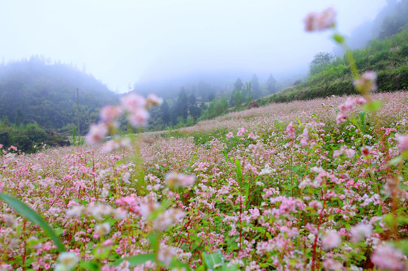 Traveling to Ha Giang in buckwheat flower season 15 travelingtohagianginbuckwheatflowerseason3