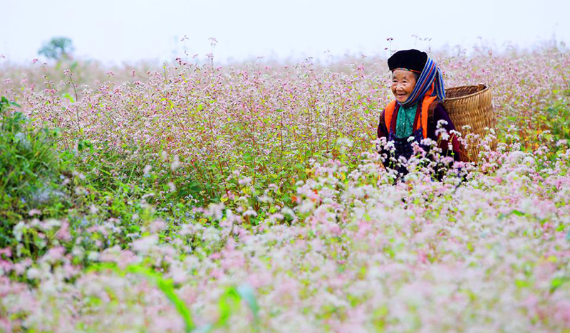 Traveling to Ha Giang in buckwheat flower season 17 travelingtohagianginbuckwheatflowerseason4