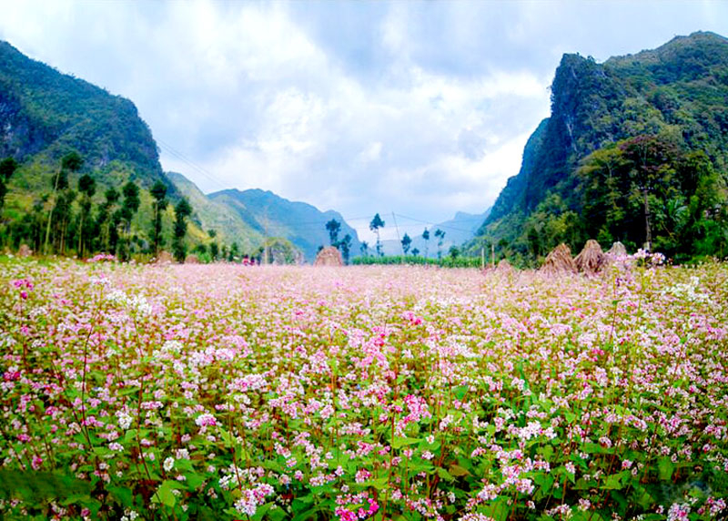 Traveling to Ha Giang in buckwheat flower season 18 travelingtohagianginbuckwheatflowerseason5