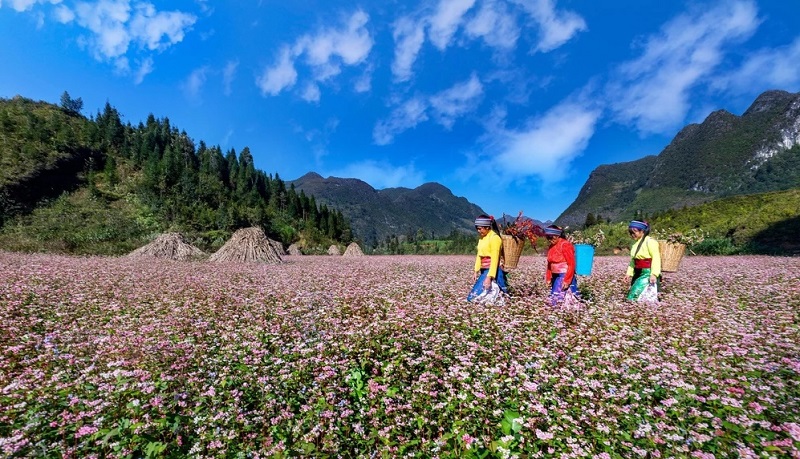 Traveling to Ha Giang in buckwheat flower season 13 travelingtohagianginbuckwheatflowerseason7