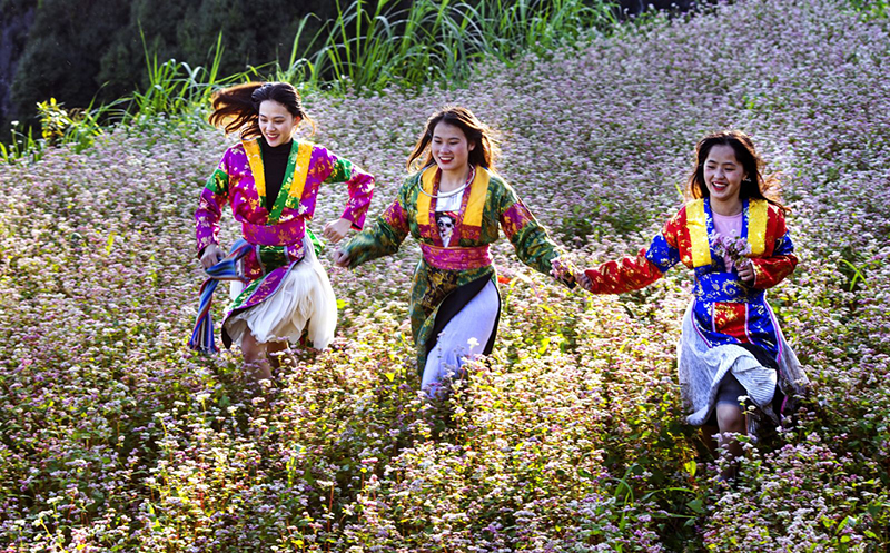 Traveling to Ha Giang in buckwheat flower season 16 travelingtohagianginbuckwheatflowerseason8