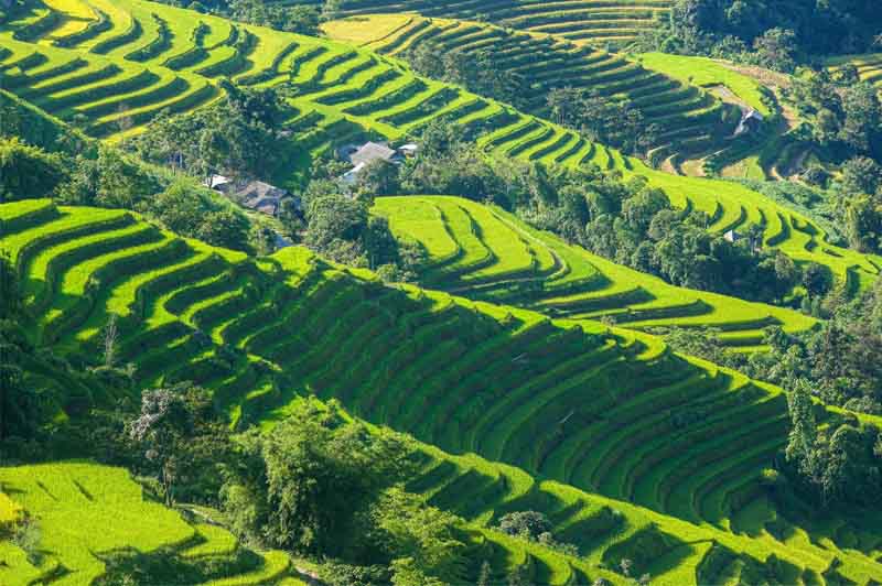 Vẻ đẹp ruộng bậc thang Hoàng Su Phì mùa lúa xanh 8