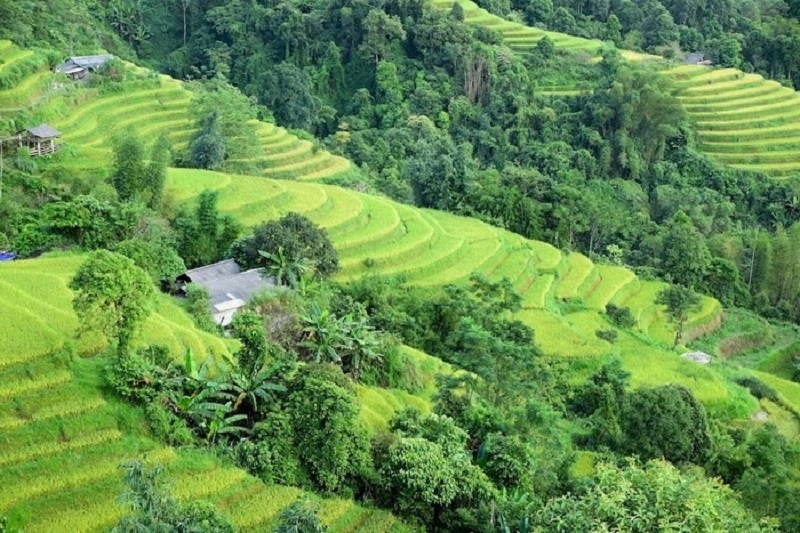 Vẻ đẹp ruộng bậc thang Hoàng Su Phì mùa lúa xanh 11