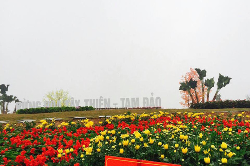 Vườn Hoa Tây Thiên Tam Đảo 8 vuonhoataythientamdao