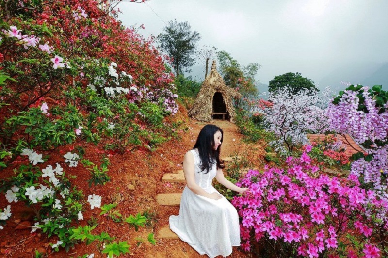 Vườn Hoa Tây Thiên Tam Đảo 13 vuonhoataythientamdao5