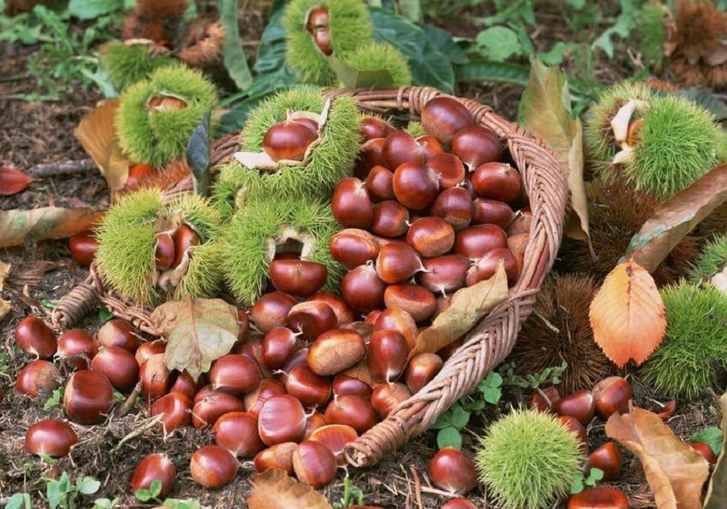 Đi du lịch Cao Bằng mùa thu 12 didulichcaobangmuathu4
