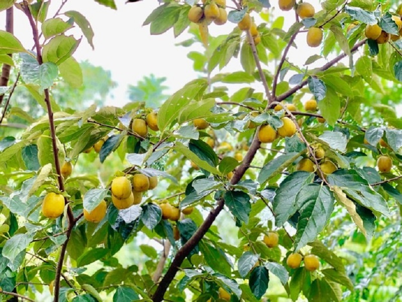 Đi du lịch Cao Bằng mùa thu 14 didulichcaobangmuathu6