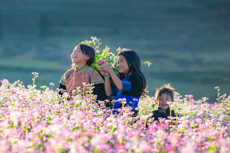When is the buckwheat flower season in Ha Giang 11 whenisthebuckwheatflowerseasoninhagiang