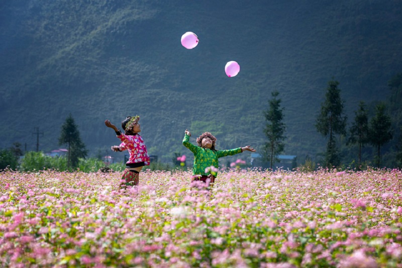 When is the buckwheat flower season in Ha Giang 16 whenisthebuckwheatflowerseasoninhagiang3