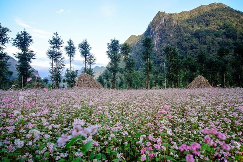 When is the buckwheat flower season in Ha Giang 20 whenisthebuckwheatflowerseasoninhagiang4