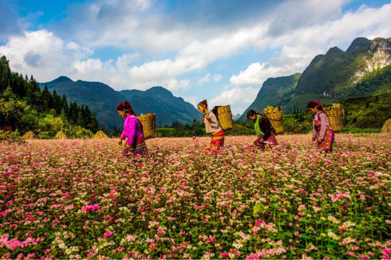 When is the buckwheat flower season in Ha Giang 18 whenisthebuckwheatflowerseasoninhagiang6