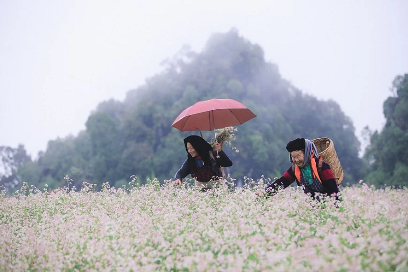When is the buckwheat flower season in Ha Giang 15 whenisthebuckwheatflowerseasoninhagiang8