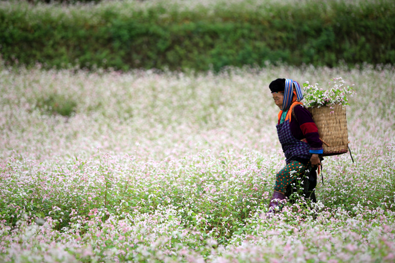 When is the buckwheat flower season in Ha Giang 12 whenisthebuckwheatflowerseasoninhagiang9
