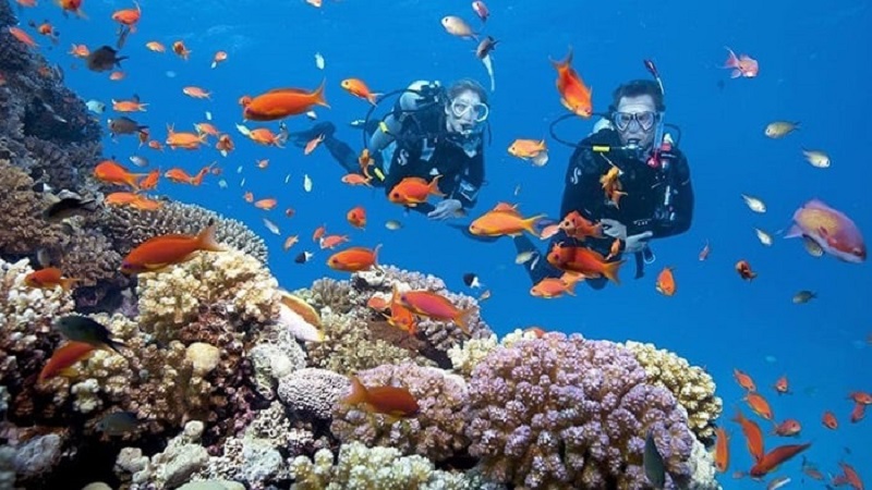 top5coraldivingspotsyoushouldknow11