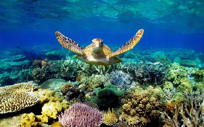 top5coraldivingspotsyoushouldknow3