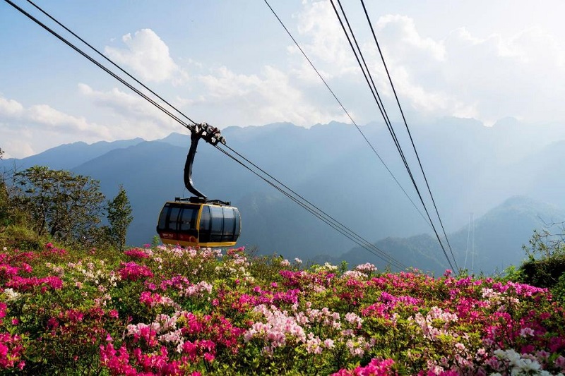 lehoihoahongfansipansapa3