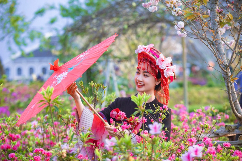 lehoihoahongfansipansapa4