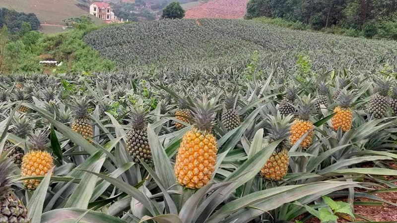 Top 20 địa điểm du lịch Ninh Bình bạn nên biết 26 top20diadiemdulichninhbinhbannenbiet6