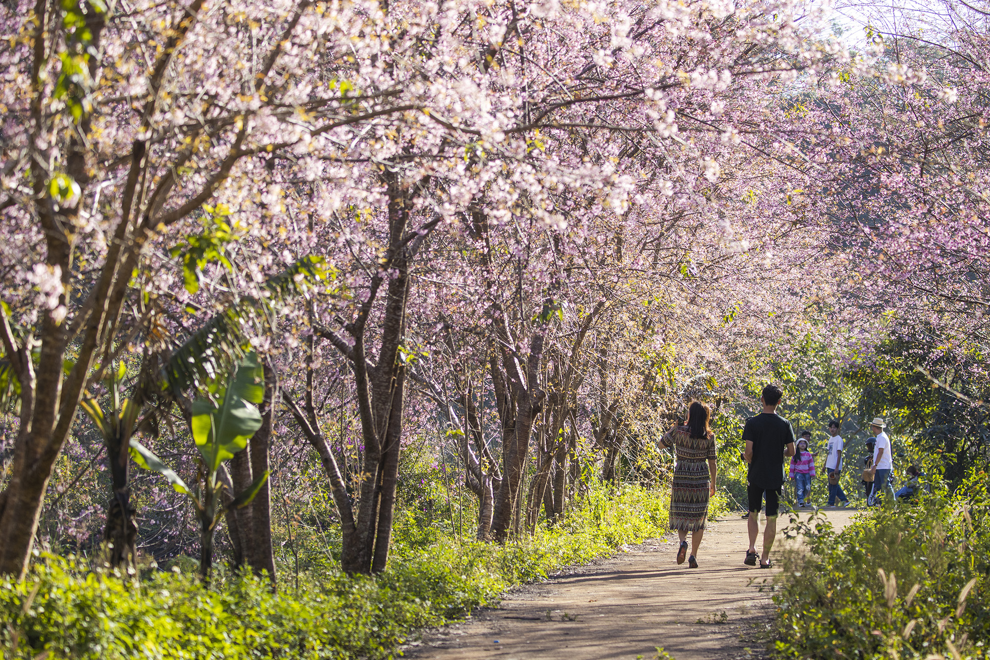 Traveling To Sapa During The Cherry Blossom Season