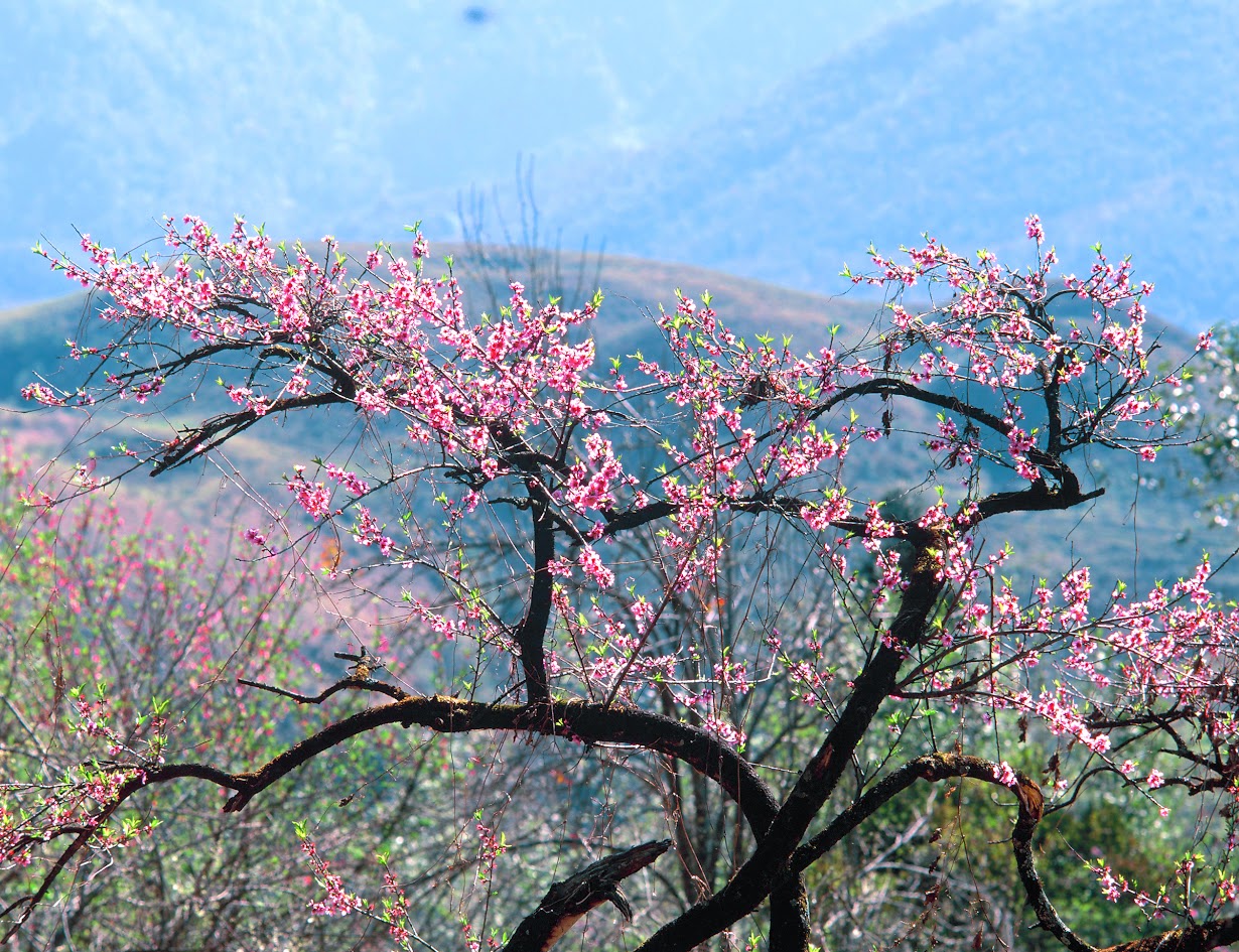 Traveling To Sapa During The Cherry Blossom Season