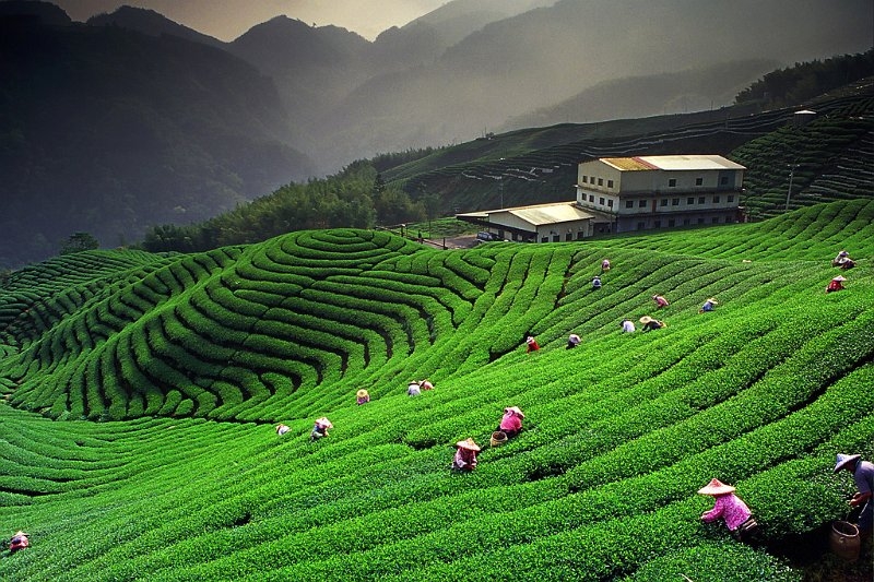 Peaceful Moments In The Green Tea Hills Of Moc Chau