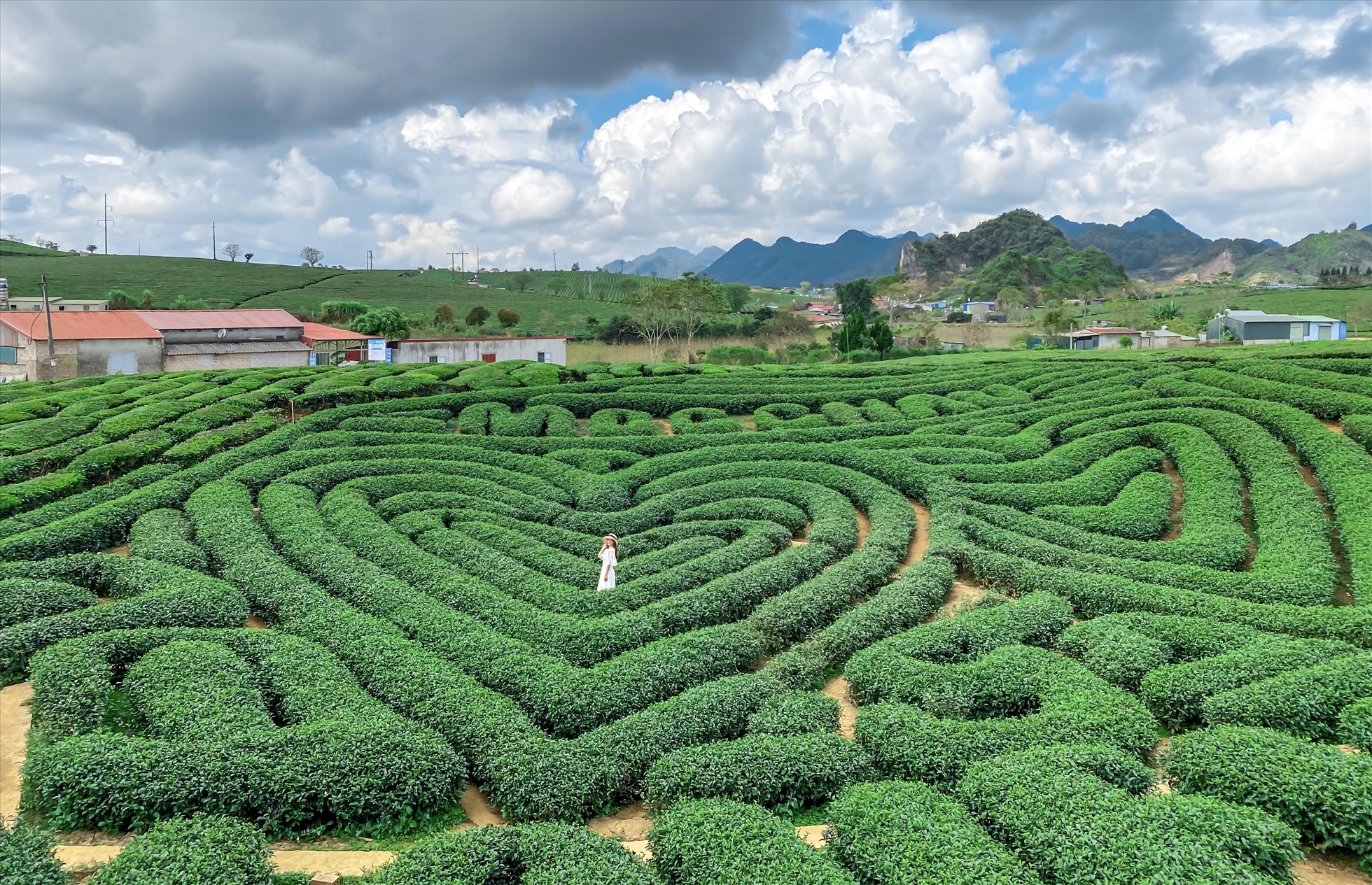 Peaceful Moments In The Green Tea Hills Of Moc Chau