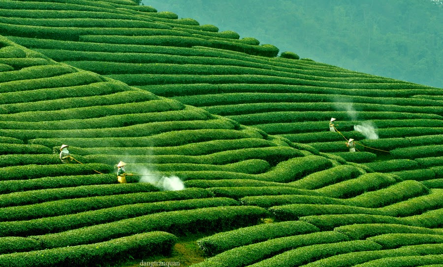 Peaceful Moments In The Green Tea Hills Of Moc Chau