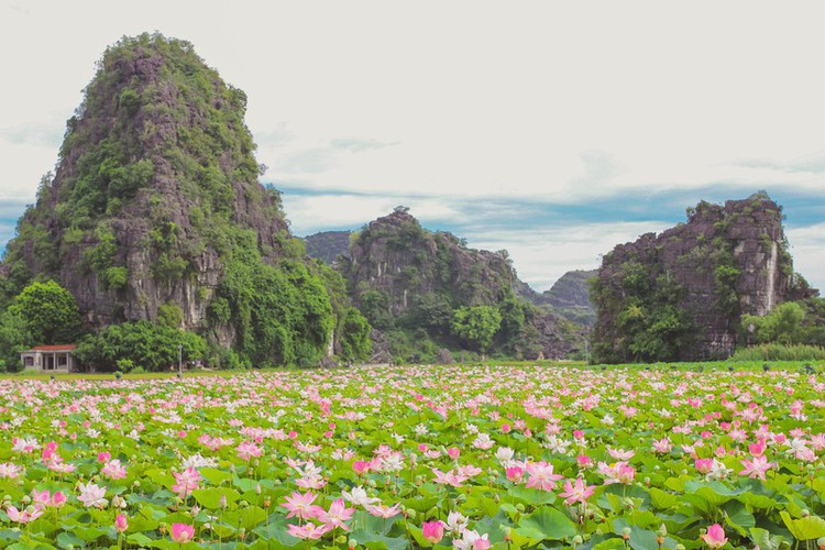 The Best Lotus Viewing Spots In Ninh Binh