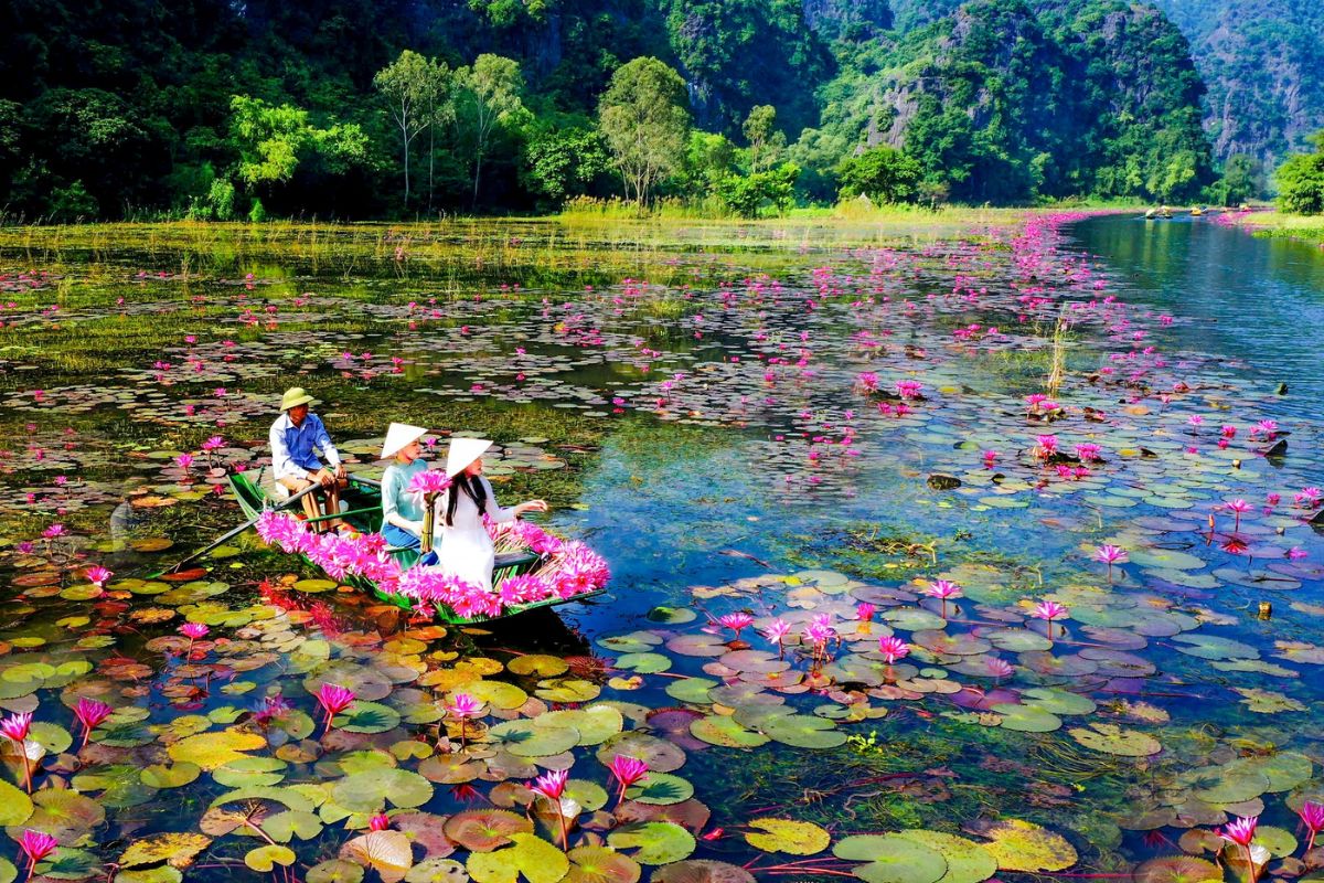 The Best Lotus Viewing Spots In Ninh Binh